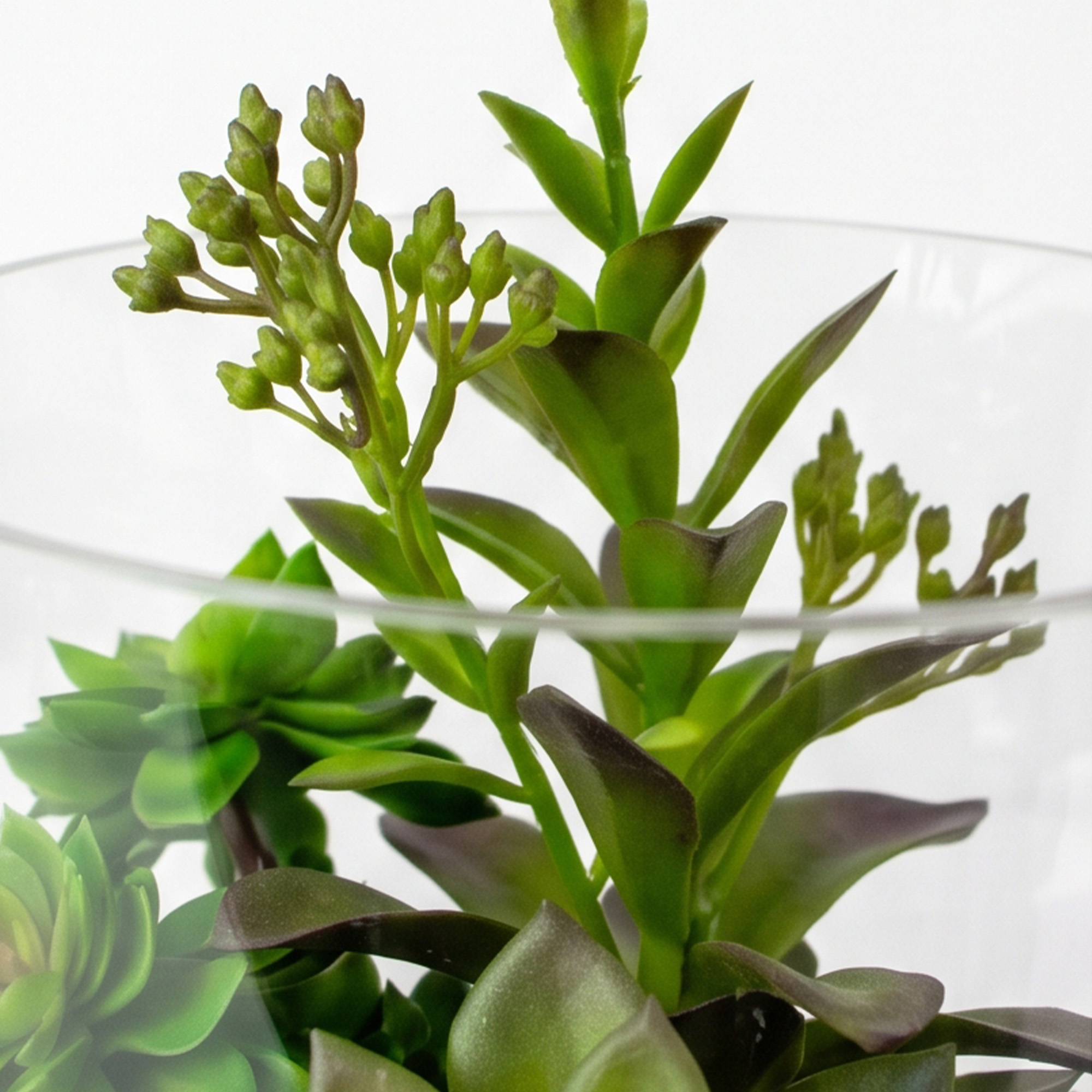 Small Green Aeonium, Sedum & Echeveria Succulent Arrangement in a Clear Glass Cylinder Vase – Terrarium Style