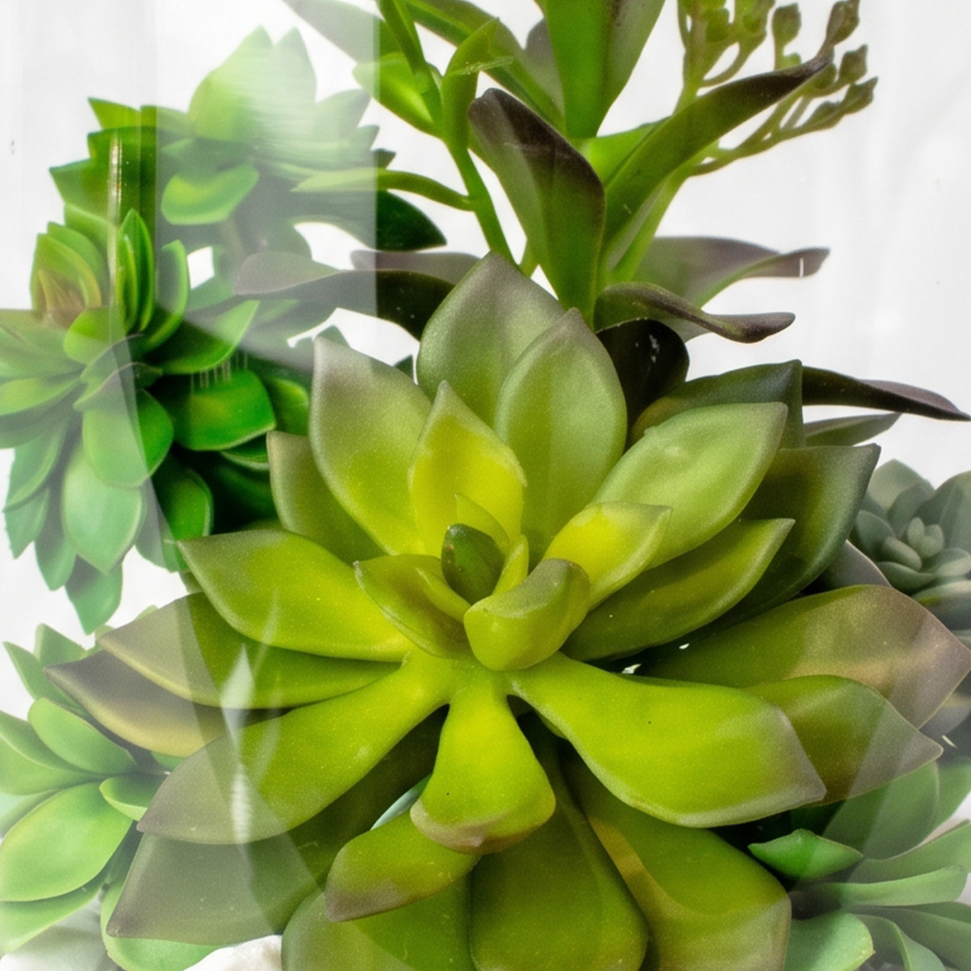 Small Green Aeonium, Sedum & Echeveria Succulent Arrangement in a Clear Glass Cylinder Vase – Terrarium Style