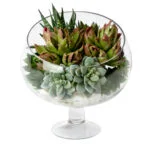 Mixed Succulents in a Bias Spotlight Glass Terrarium Vase