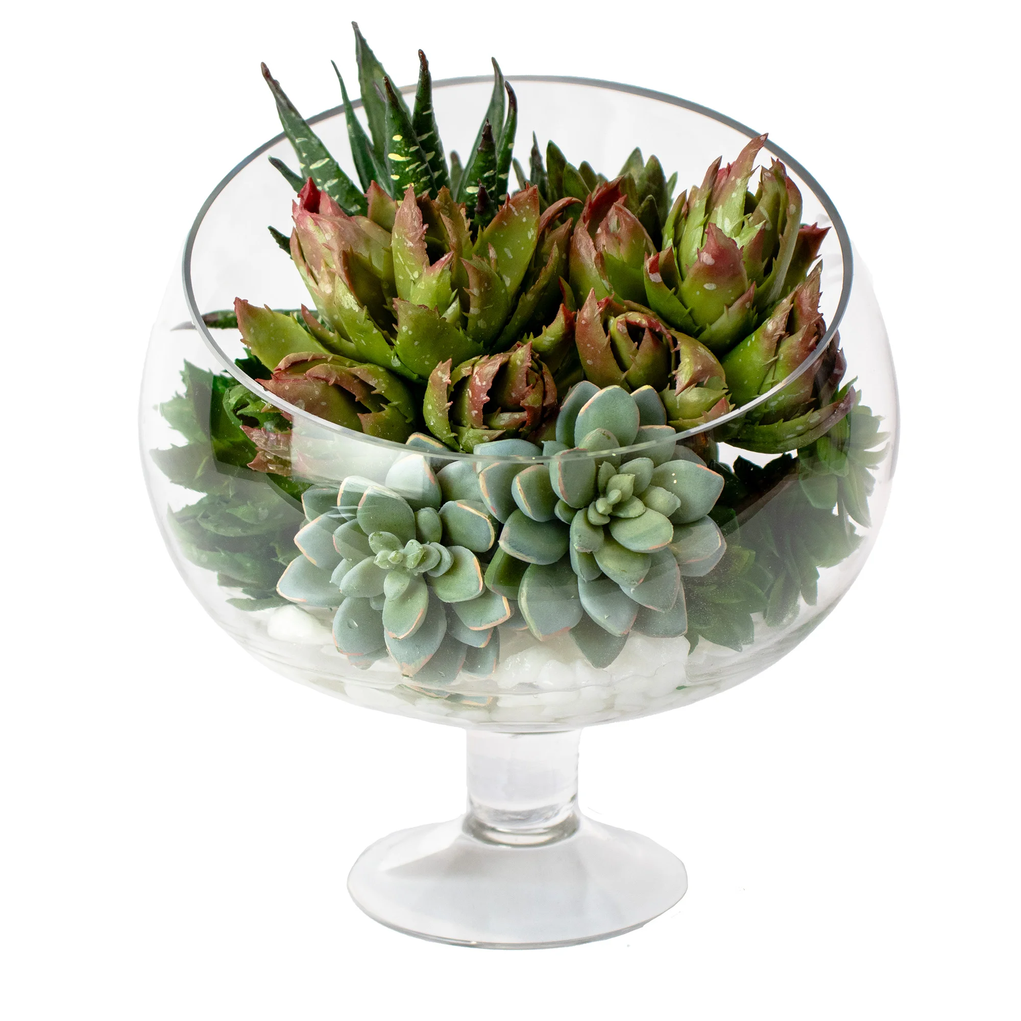 Mixed Succulents in a Bias Spotlight Glass Terrarium Vase