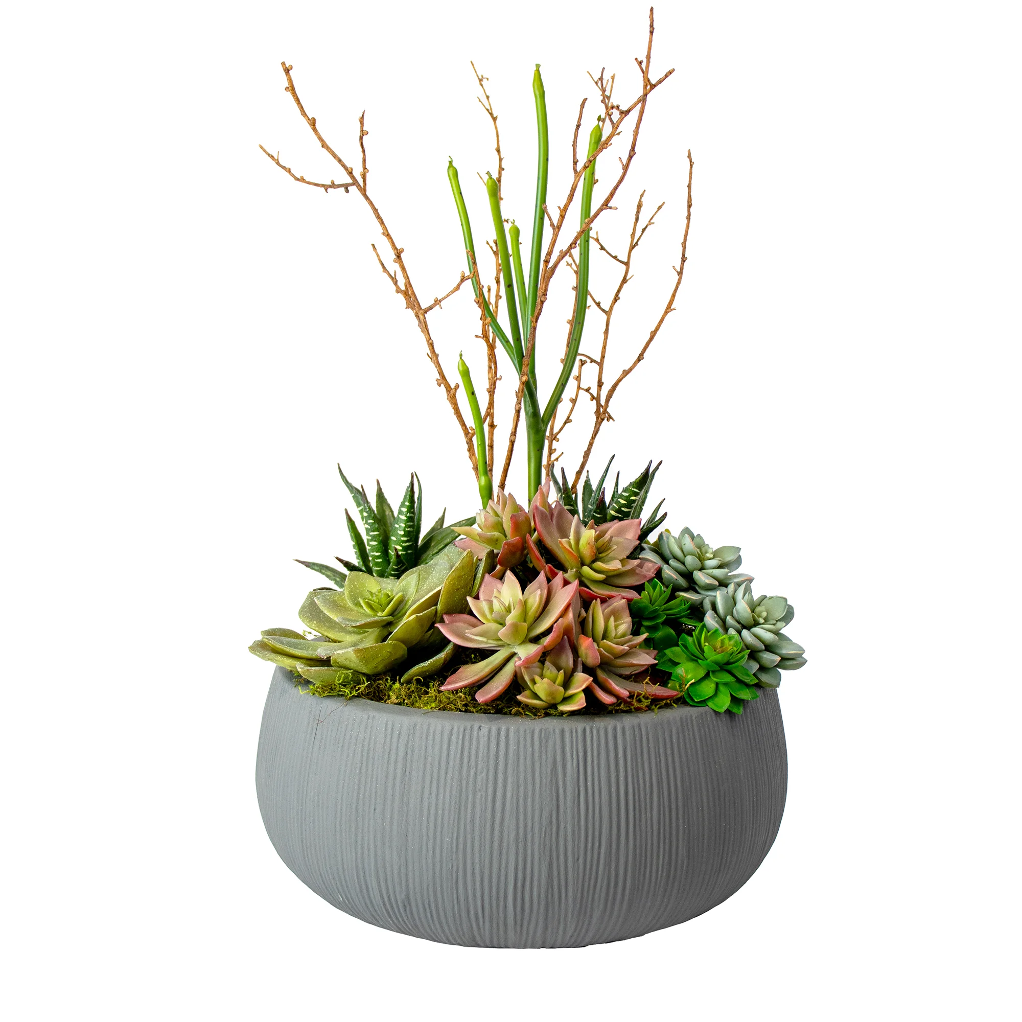 Large Mixed Succulent Garden in a Grey Casbah Fibre-Cement Planter – 12-Stem Display